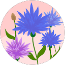 Ana Perez profile picture